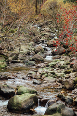 FD168 : The Loch Maree Tweed