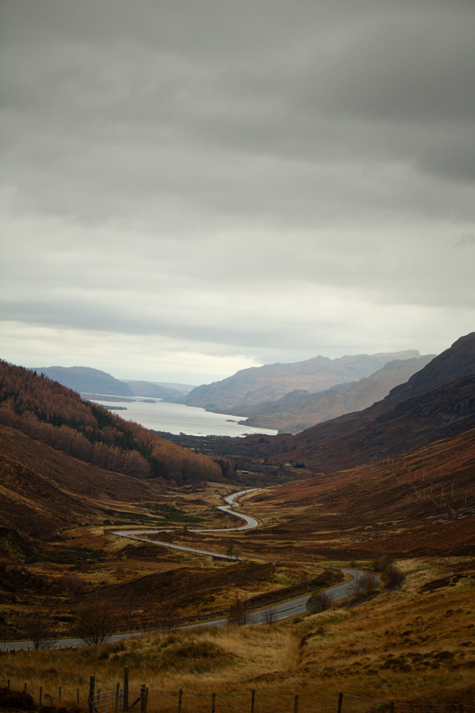 FD165 : The Grouse Moor Tweed – Fox Brothers & Co Ltd